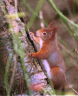 Red Squirrel Photo